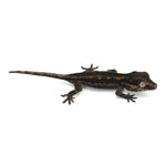 Gargoyle Gecko