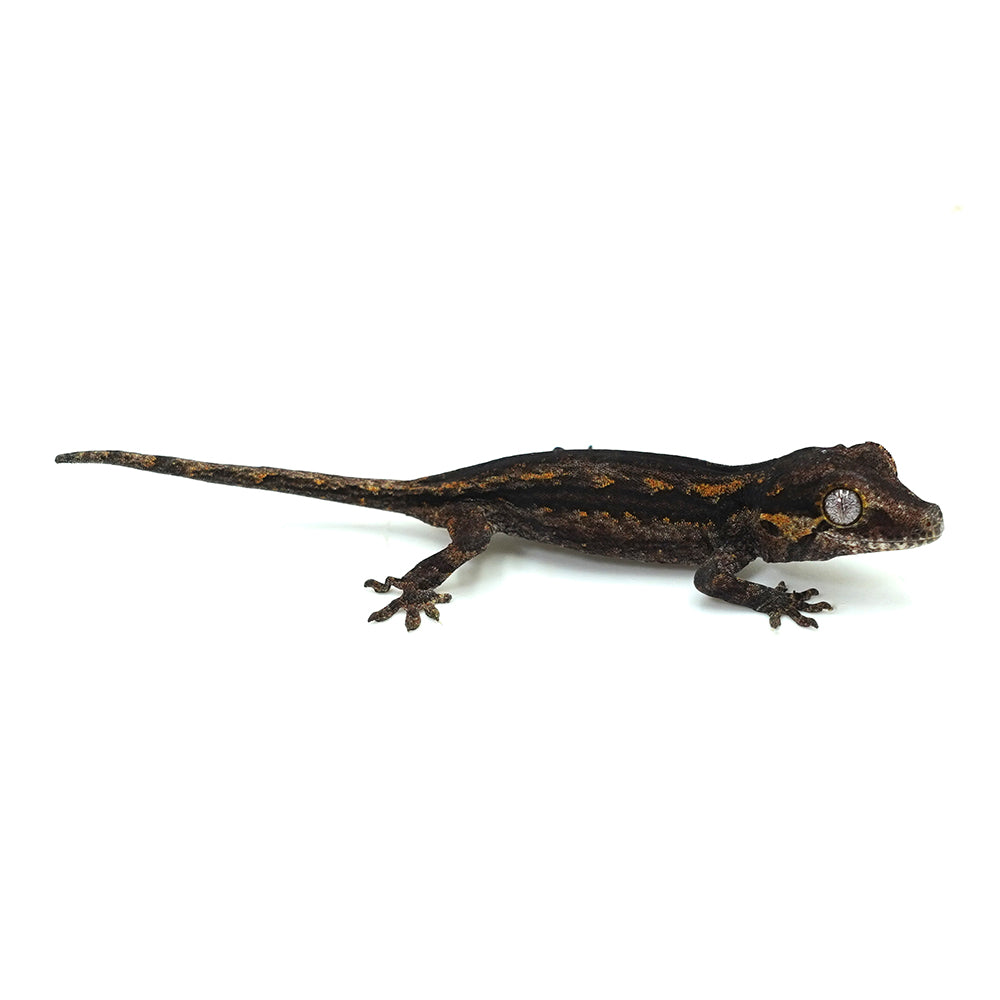 Gargoyle Gecko