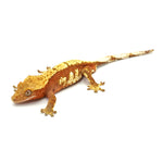Red Harlequin Crested Gecko