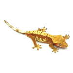 Red Harlequin Crested Gecko