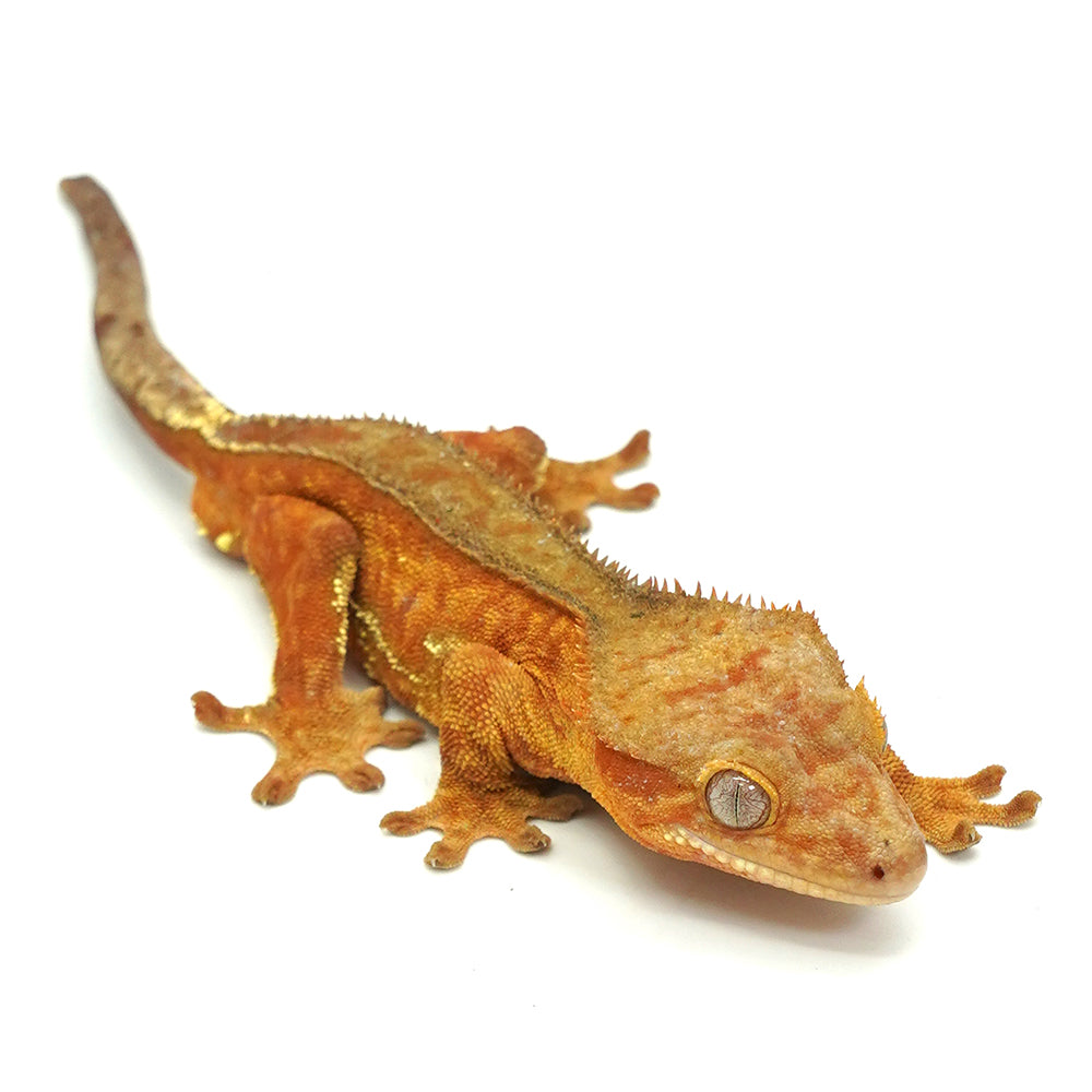 Red Patternless Crested Gecko