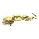 Black & White Harlequin Crested Gecko