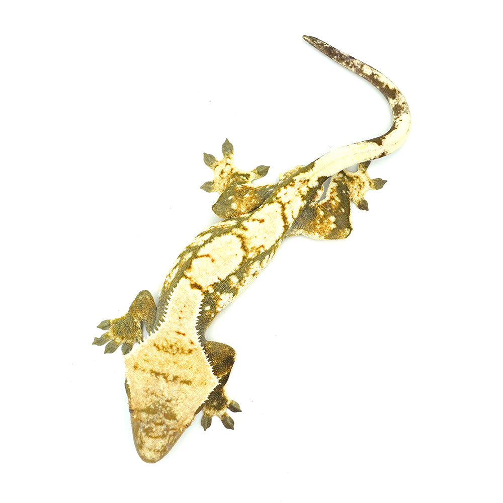 Black & White Harlequin Crested Gecko