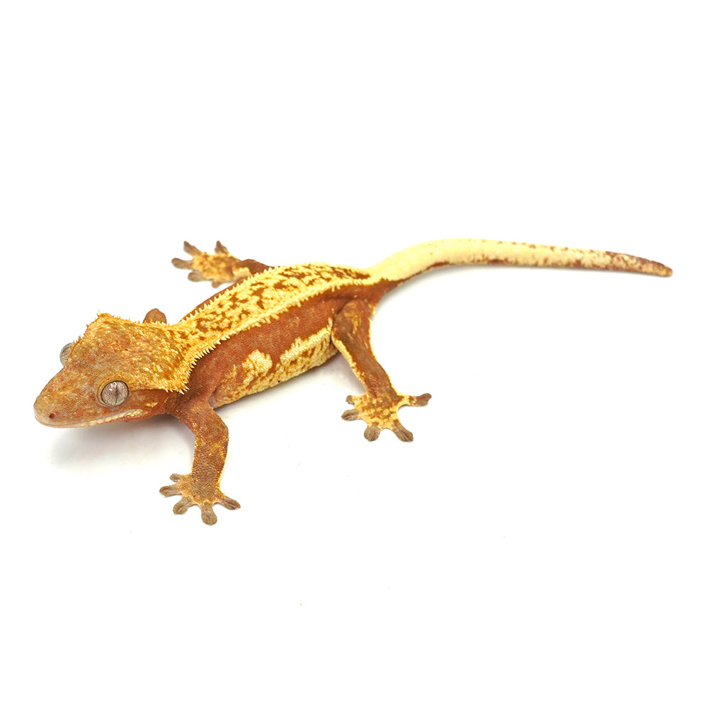 Red Partial Striped Crested Gecko