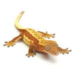 Red Partial Striped Crested Gecko