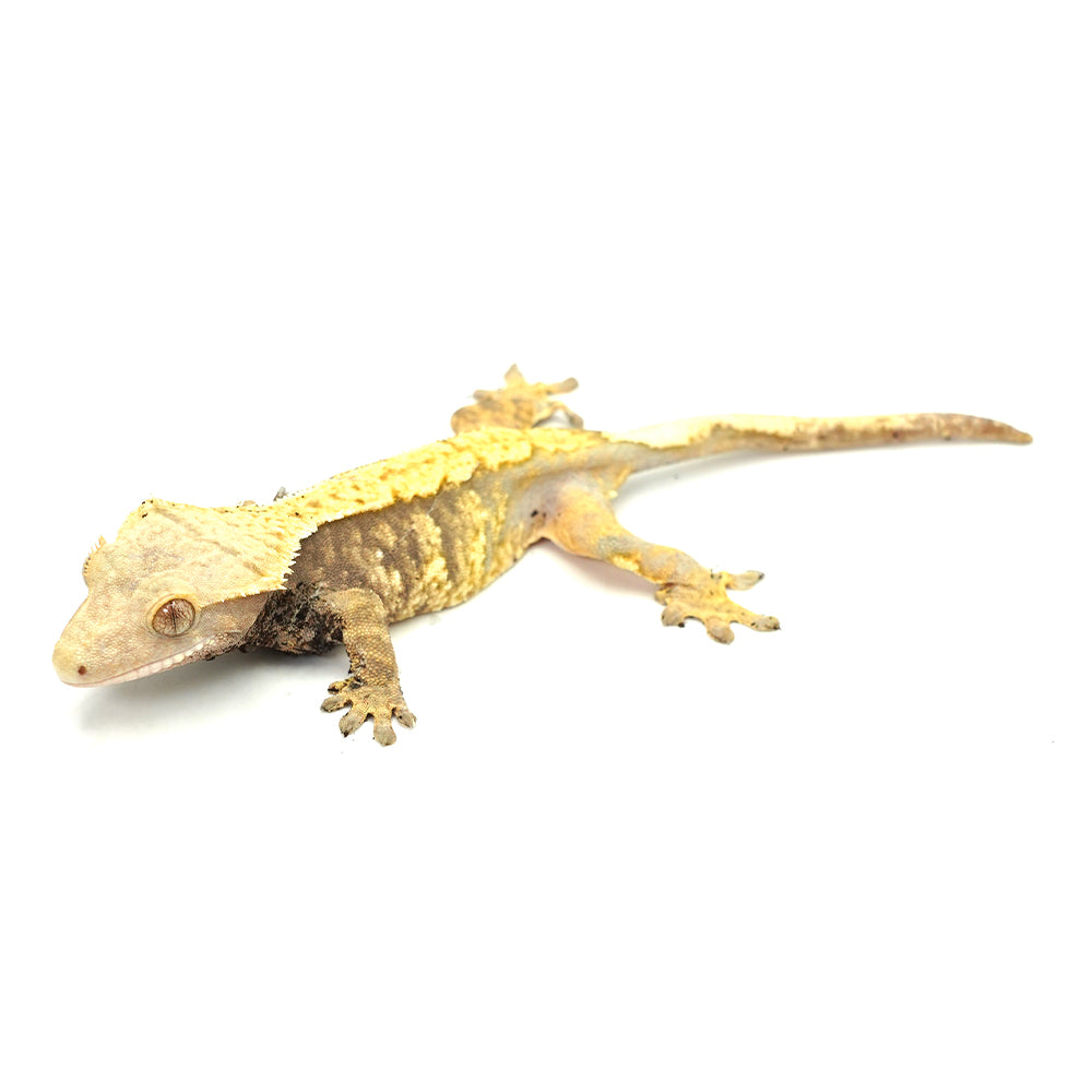 Yellow Halloween Crested Gecko
