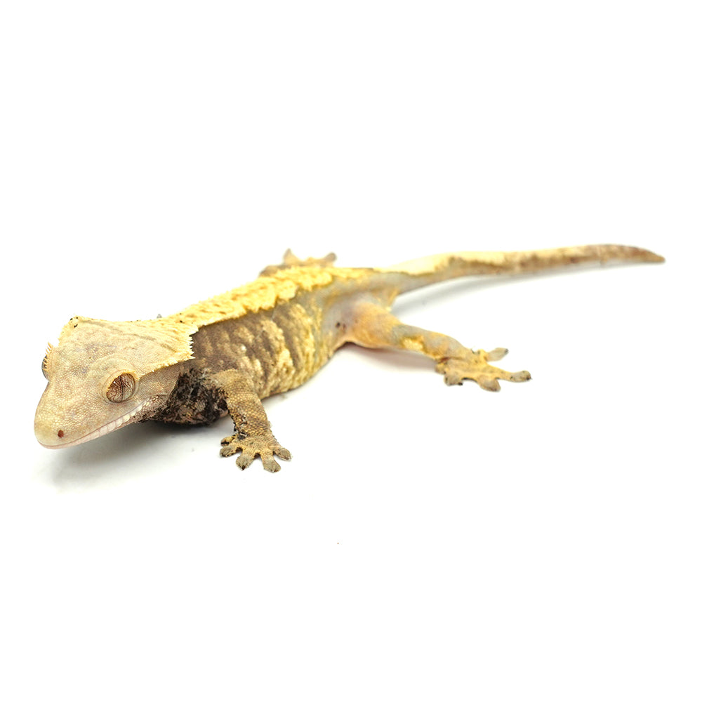 Yellow Halloween Crested Gecko