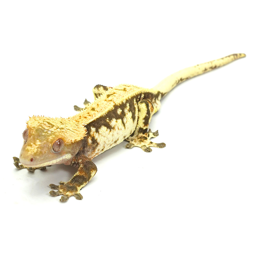 White Full Pinstripe Crested Gecko