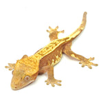 Red Partial Striped Crested Gecko