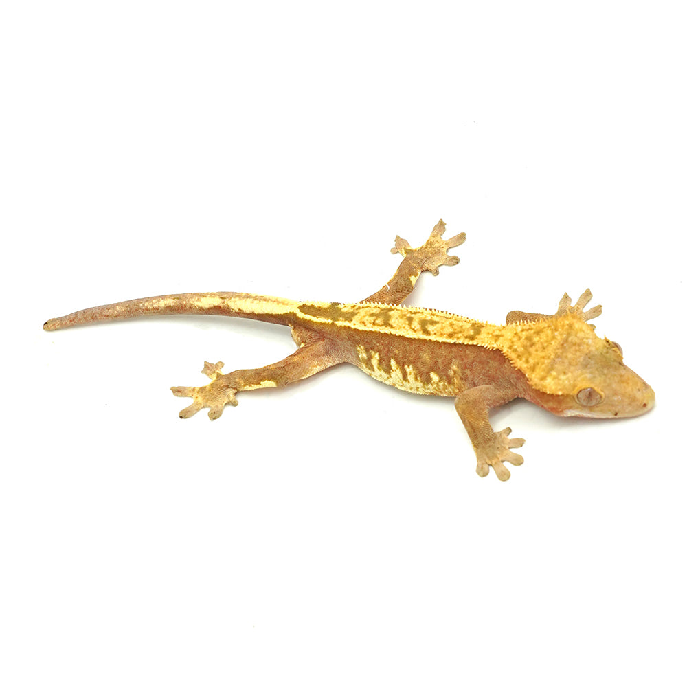 Red Partial Striped Crested Gecko