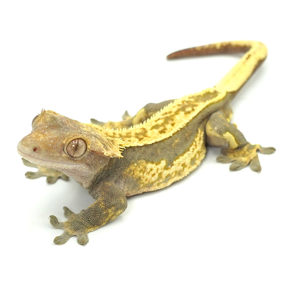 Harlequin Crested Gecko