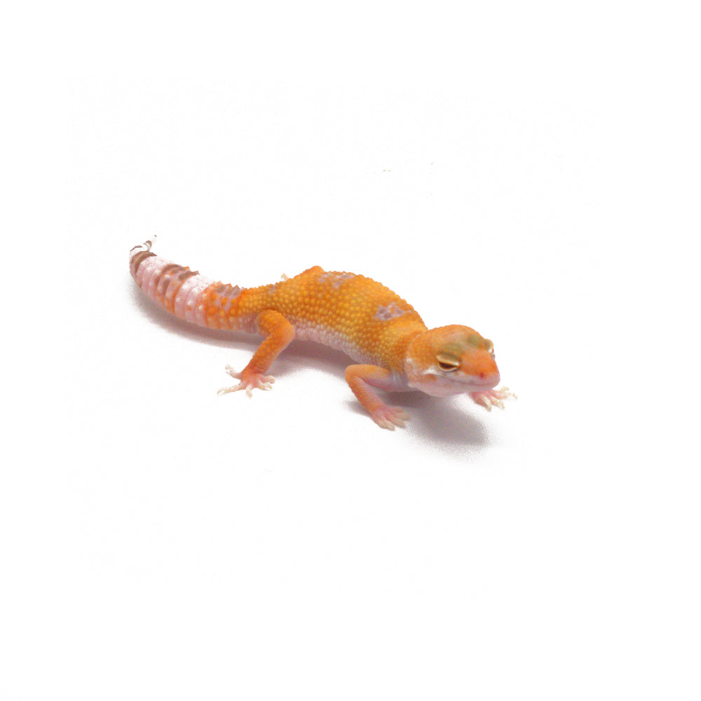 أبو بريص النمر المتوهج