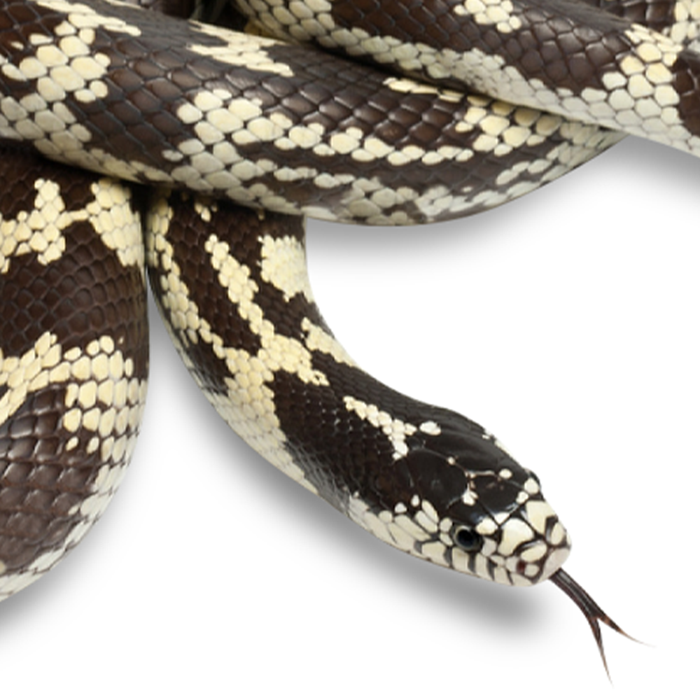 Snake. Shop King Snakes for Sale in UAE | Buy Exotic King Snakes Online | Reptilia
