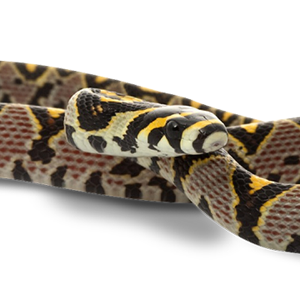 Rat Snakes for Sale in UAE | Buy Exotic Rat Snakes Online | Reptilia