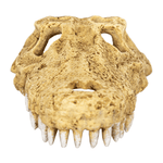 Wacool Crocodile Skull Hide Cave