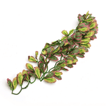 Wacool Var Marginatum Tiffany Artificial Terrarium Plant