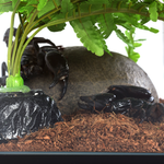 Wacool Mini Glass Reptile Terrarium 21x21x20cm