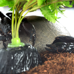 Wacool Mini Glass Reptile Terrarium 21x21x20cm