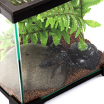 Wacool Mini Glass Reptile Terrarium 21x21x20cm