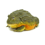 African Bullfrog 15-16cm