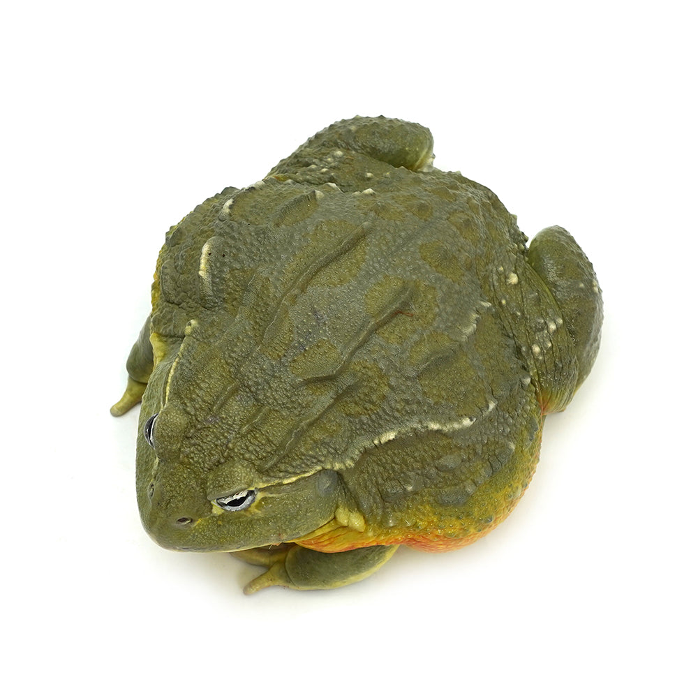 African Bullfrog 15-16cm