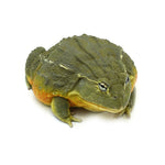 African Bullfrog 15-16cm