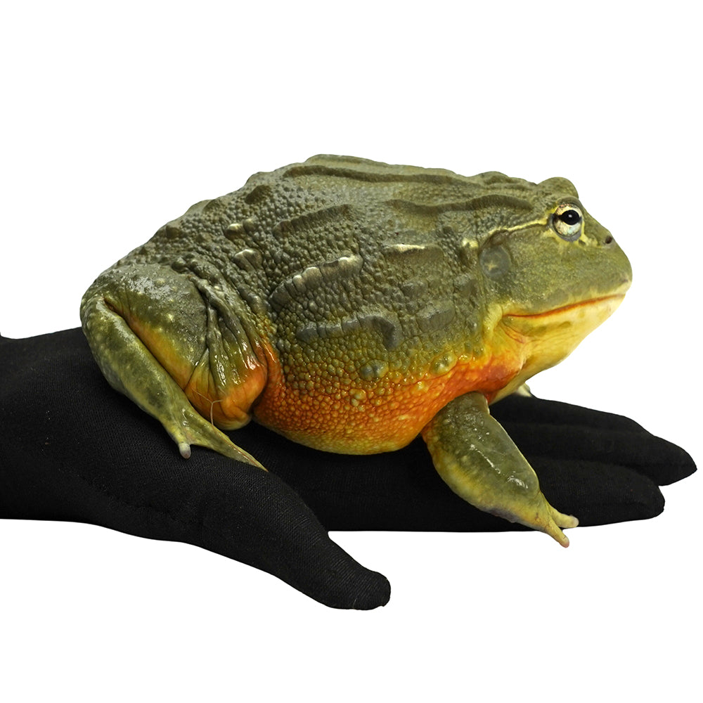 African Bullfrog 15-16cm