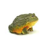 African Bullfrog 15-16cm