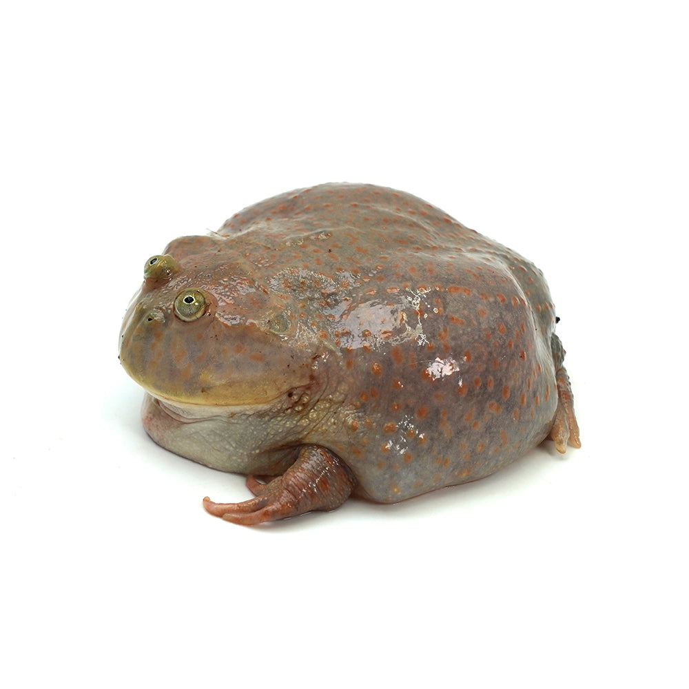 Budget's Frog 7-8cm