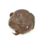 Budget's Frog 7-8cm