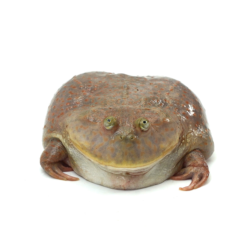 Budget's Frog 7-8cm