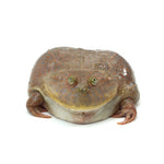 Budget's Frog 7-8cm