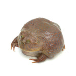 Budget's Frog 7-8cm