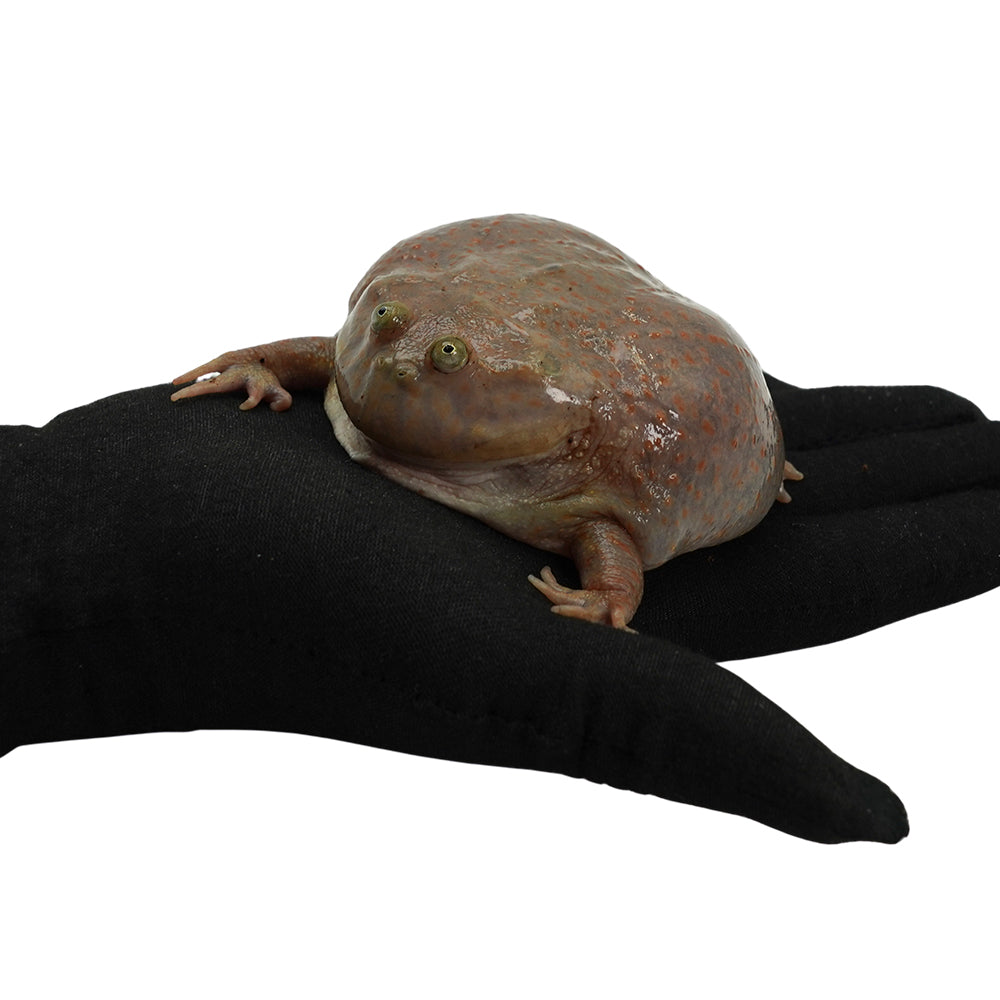 Budget's Frog 7-8cm