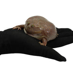 Budget's Frog 7-8cm