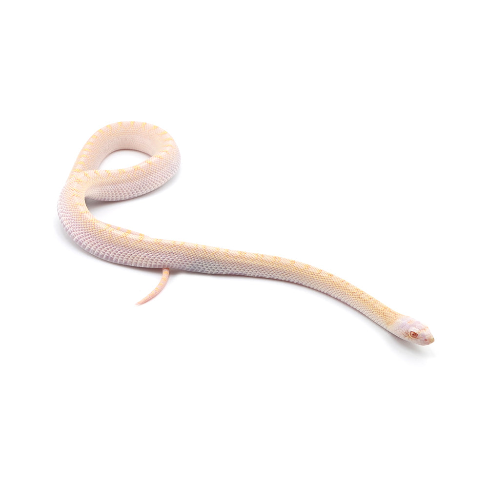 Snow Bullsnake