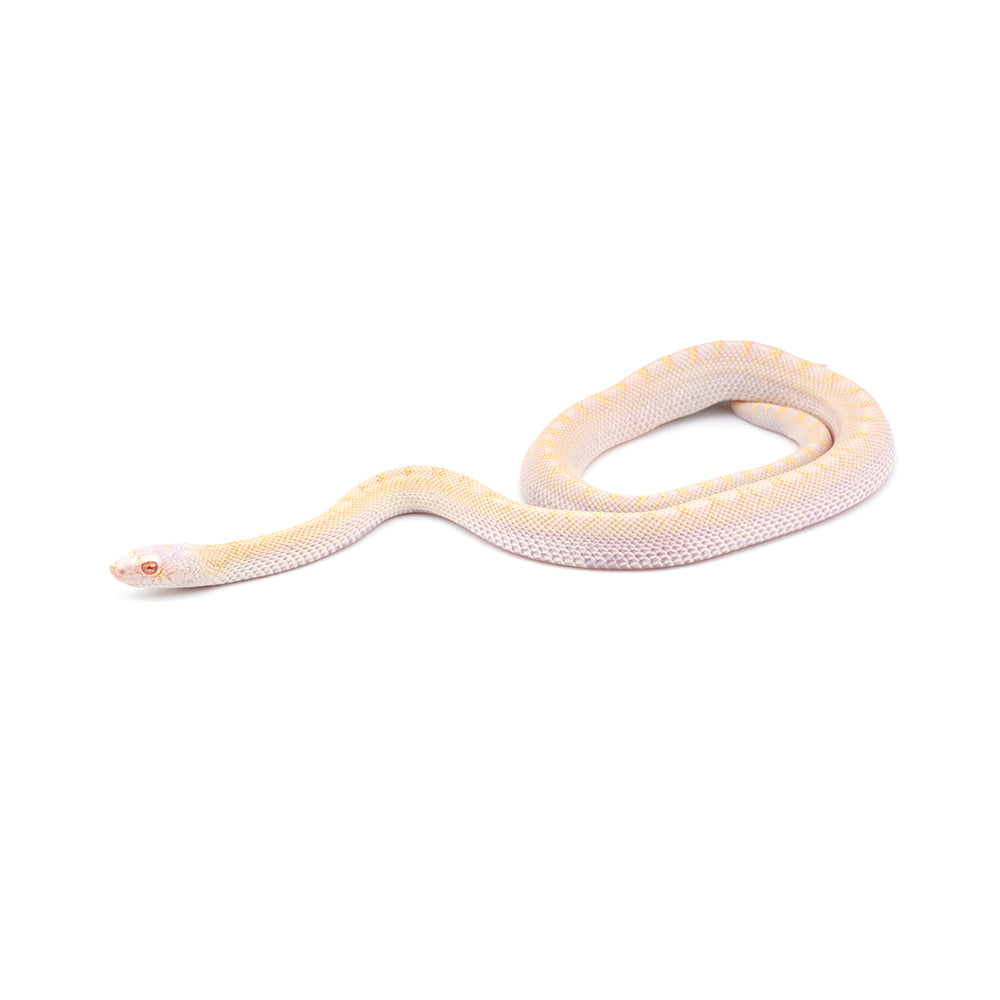 Snow Bullsnake