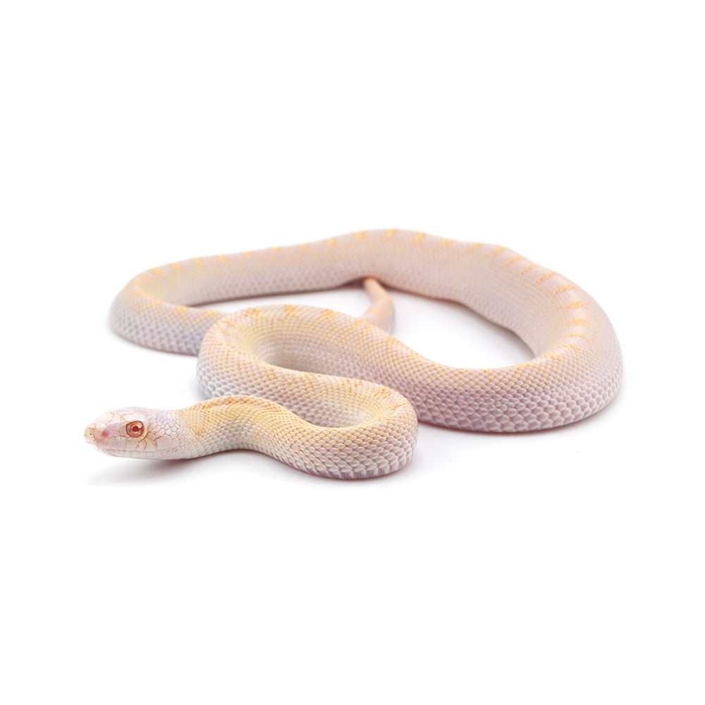 Snow Bullsnake