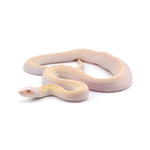 Snow Bullsnake