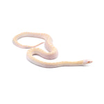 Snow Bullsnake