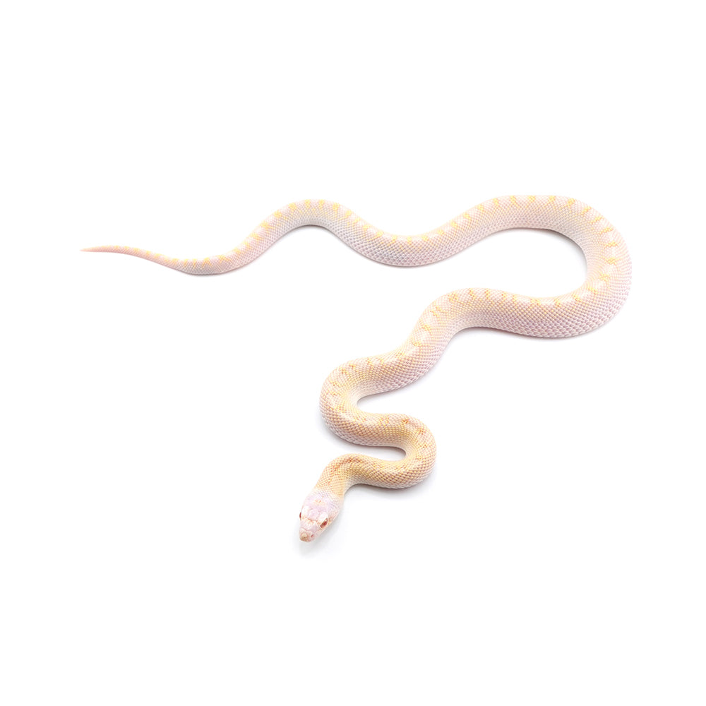 Snow Bullsnake