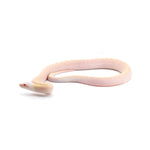 Snow Bullsnake