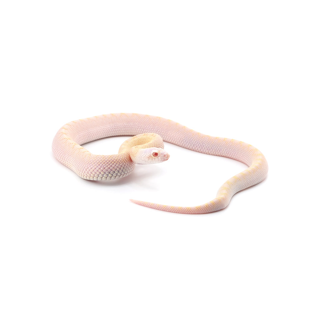 Snow Bullsnake