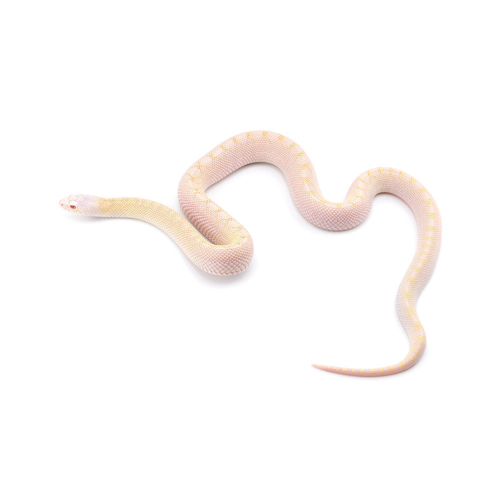 Snow Bullsnake