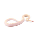 Snow Bullsnake