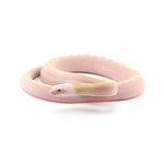 Snow Bullsnake