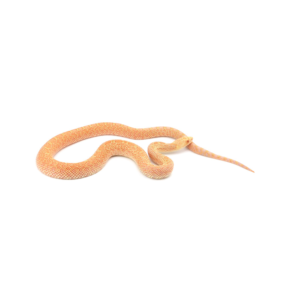 Albino Bullsnake