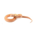 Albino Bullsnake