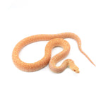 Albino Bullsnake