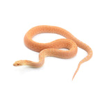 Albino Bullsnake